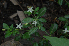 Glinus oppositifolius